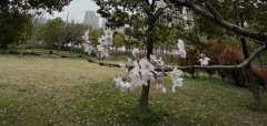 �茑�һ���Ԋ��,�P���һ��������Ԋ��