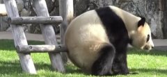 ��ȵ����T����؈��?ʳ�F�F�Ǵ���؈�᣿