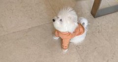 �R����˹Ȯ�����Xһֻ,���Â��f�f�Լ���һ���B��