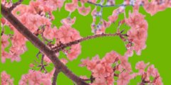 ���ʮ�q���ڙѻ�����ʲô�裿��Ҫӛס��Ę���ʲô��